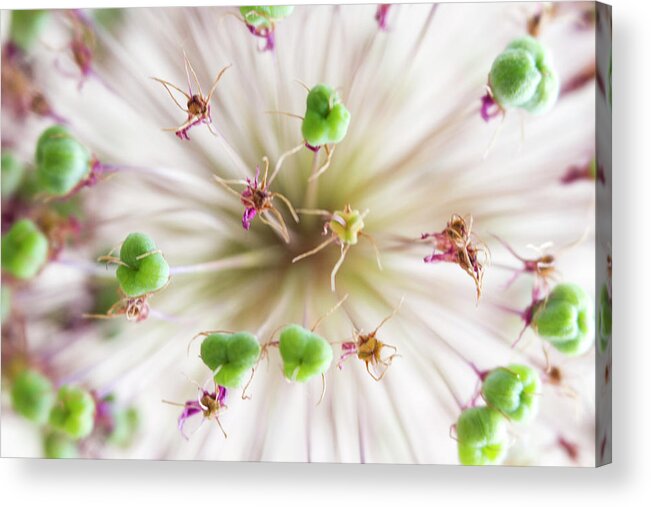 Allium Acrylic Print featuring the photograph Allium Zoom by Diane Fifield