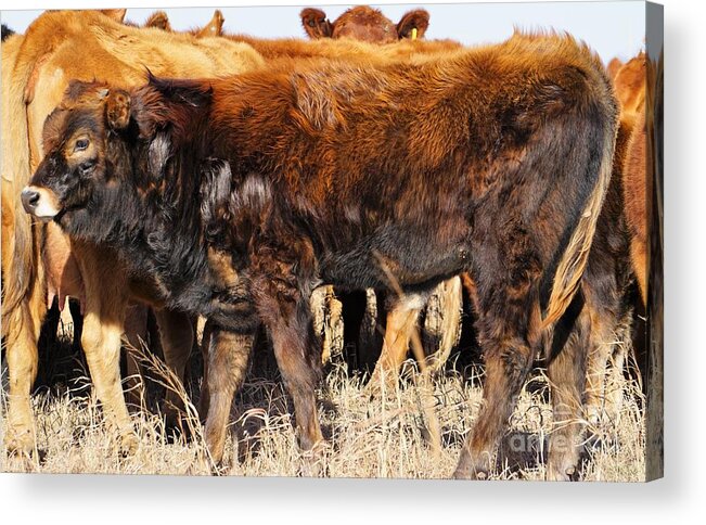 Calf Acrylic Print featuring the photograph Almost as Tall by Merle Grenz