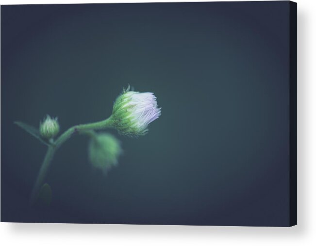 Flower Acrylic Print featuring the photograph Alone In Dreams by Shane Holsclaw