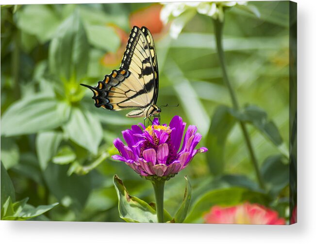 Along Acrylic Print featuring the photograph Along Came the Butterfly by Bill Cannon
