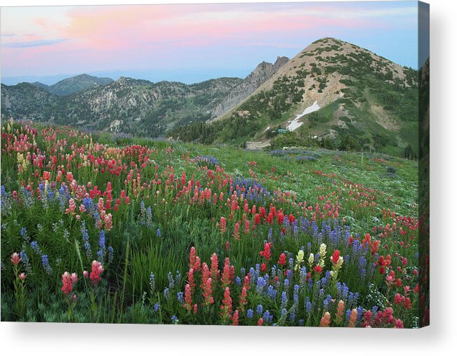 Landscape Acrylic Print featuring the photograph Alpine Wildflowers and View at Sunset by Brett Pelletier