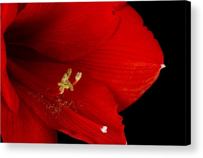 Amaryllis Acrylic Print featuring the photograph Amaryllis Flower Close Up 12-27-10 by James BO Insogna