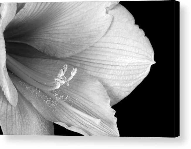 Amaryllis Acrylic Print featuring the photograph Amaryllis Flower Close Up BW 12-27-10 by James BO Insogna
