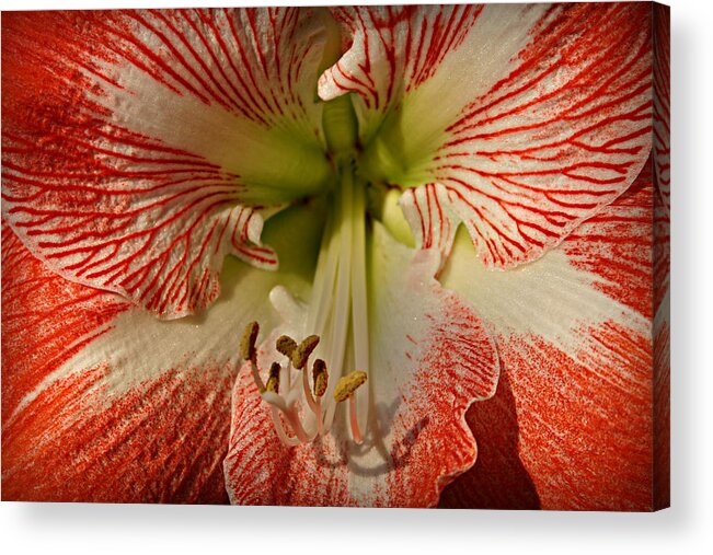 Amaryllis Acrylic Print featuring the photograph Amaryllis by Patricia Montgomery