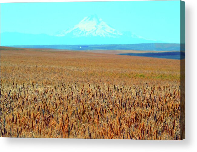 Beautiful Acrylic Print featuring the photograph Amber Waves of Grain by Brian O'Kelly