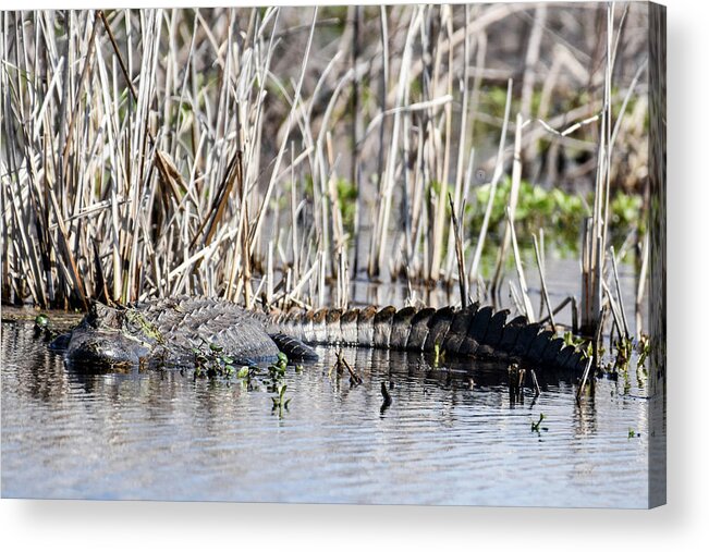 Nature Acrylic Print featuring the photograph American Alligator by Gary Wightman
