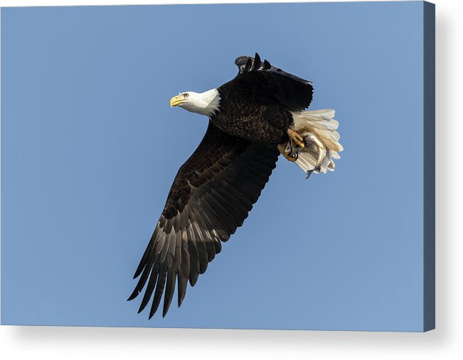 American Bald Eagle Acrylic Print featuring the photograph American Bald Eagle 2017-4 by Thomas Young
