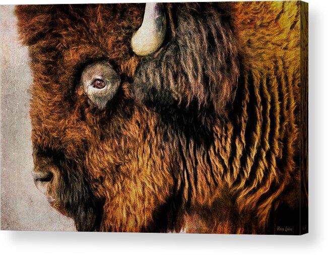 Bison Acrylic Print featuring the photograph American Bison by Anna Louise