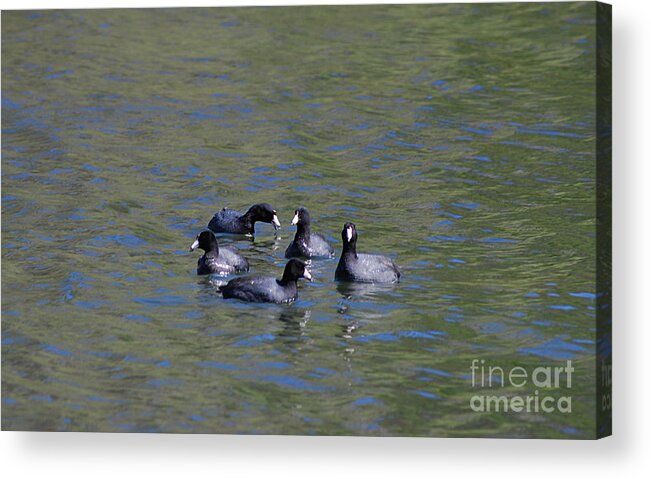 Spring Acrylic Print featuring the photograph American Coots 20120405_278a by Tina Hopkins