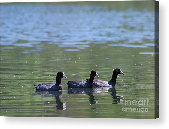 American Coot Acrylic Print featuring the photograph American Coots 20120416_143a by Tina Hopkins