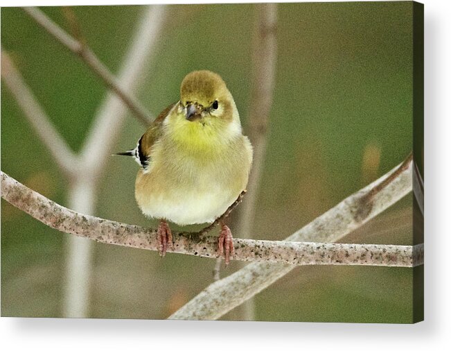 American Acrylic Print featuring the photograph American Goldfinch 011 by Michael Peychich