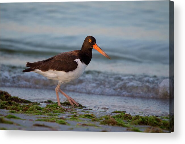 American Acrylic Print featuring the photograph American Oystercatcher at Sunset by Artful Imagery