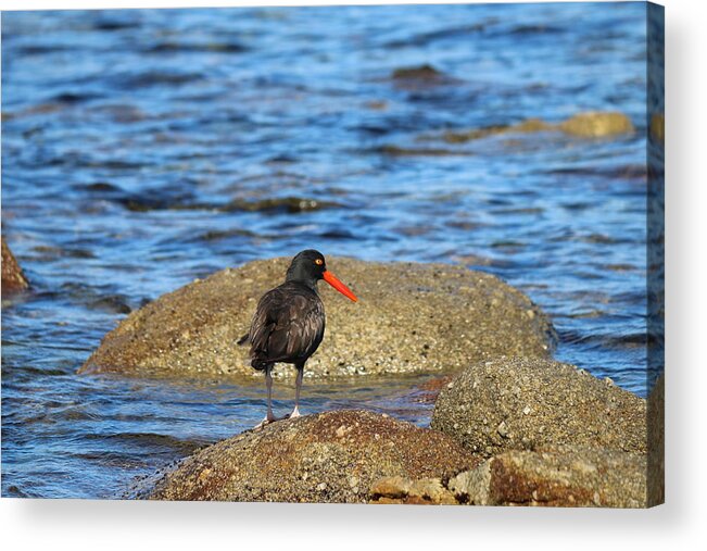 Oystercatcher Acrylic Print featuring the photograph American Oystercatcher by Christy Pooschke