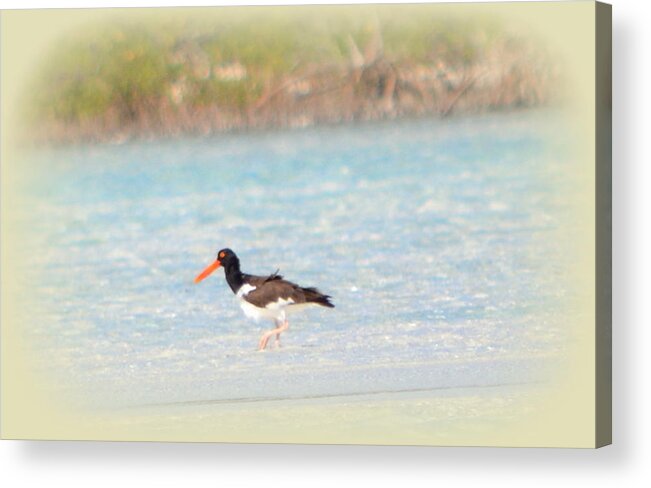 Oystercatcher Acrylic Print featuring the photograph American Oystercatcher by Kimberly Woyak