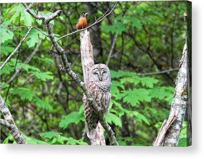 Barred Owl Acrylic Print featuring the photograph American Robin and Barred Owl by Peggy Collins