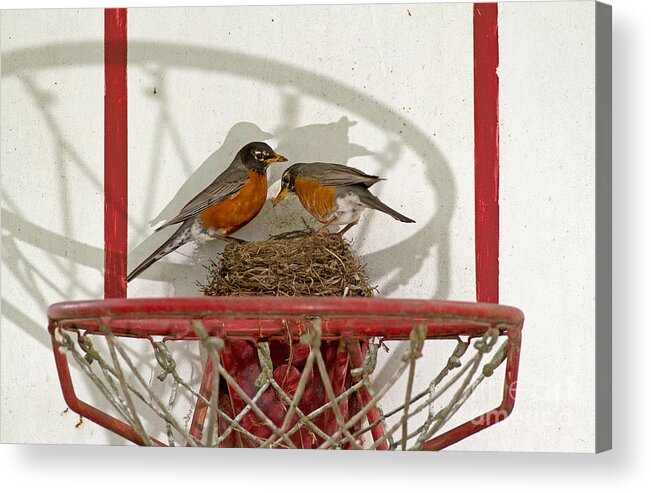 Robin Acrylic Print featuring the photograph American Robin Pair At Nest by Kenneth M. Highfill
