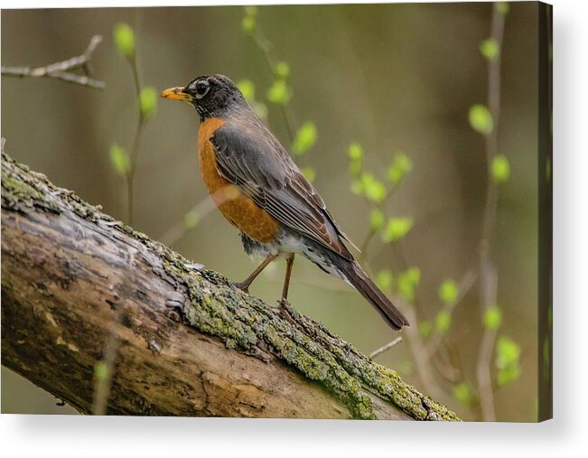 American Robin Acrylic Print featuring the photograph American Robin by Ray Congrove