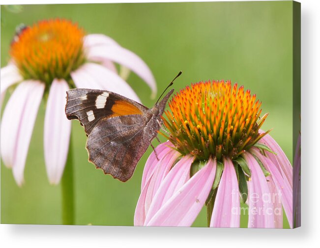 American Snout Acrylic Print featuring the photograph American Snout Butterfly on Echinacea by Robert E Alter Reflections of Infinity