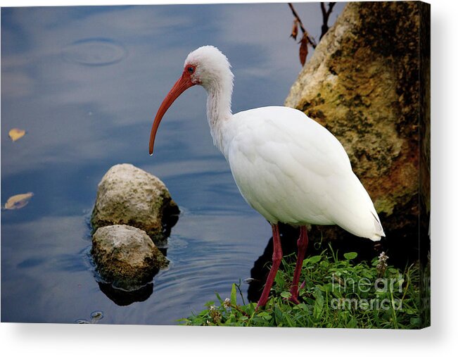 American White Ibis Acrylic Print featuring the photograph American White Ibis by Jim Gillen