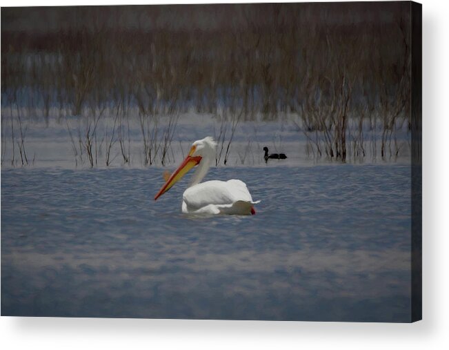 American White Pelican Acrylic Print featuring the digital art American White Pelican Searching Da by Ernest Echols