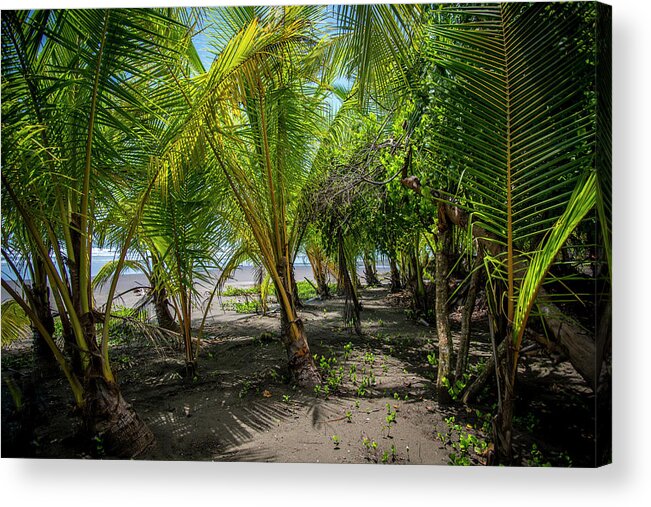 Spa Acrylic Print featuring the photograph Among the Palms by David Morefield