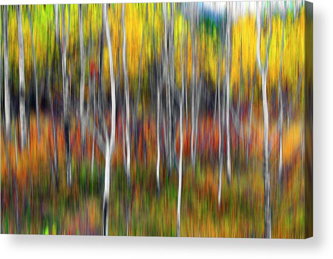 Fall Acrylic Print featuring the photograph Amongst Poplar And Wintergrass by Richard George