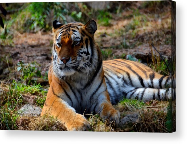 Amur Acrylic Print featuring the mixed media Amur Tiger 8 by Angelina Tamez