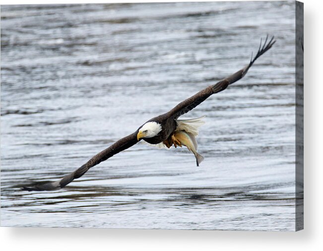 Bald Eagle Acrylic Print featuring the photograph An Eagles Catch 12 by Brook Burling
