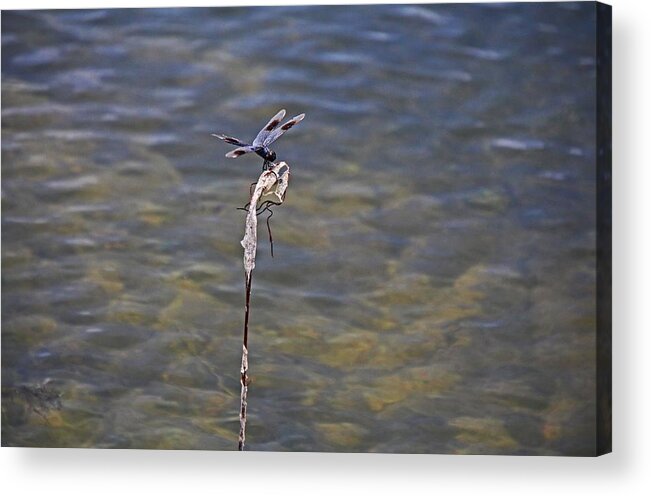 Dragonfly Acrylic Print featuring the photograph An Opportune Moment by Michiale Schneider