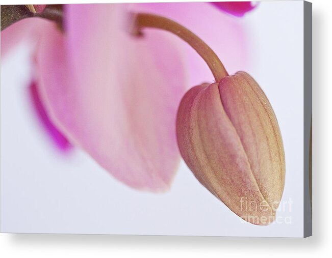 Orchid Acrylic Print featuring the photograph An Orchid Ready to Bloom by Sherry Hallemeier