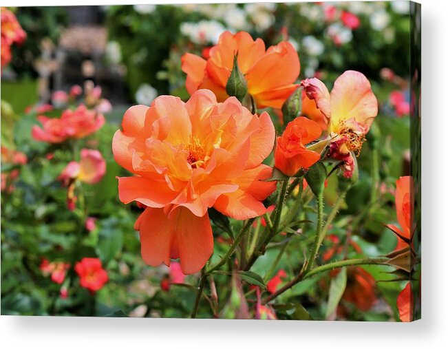 Orange Acrylic Print featuring the photograph And So It Shall Be by Michiale Schneider