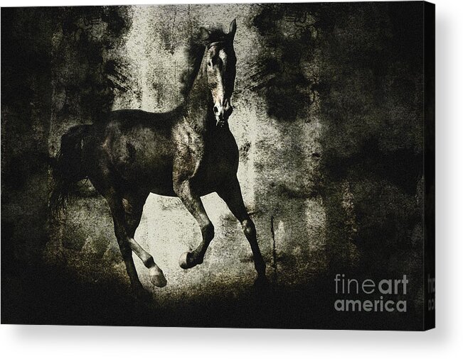  Painting Acrylic Print featuring the drawing Andalusian horse by Dimitar Hristov