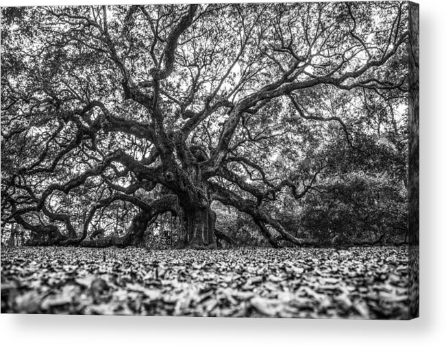 Charleston Acrylic Print featuring the photograph Angel Oak Tree in B and W by John McGraw