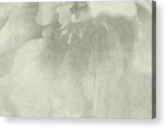 Peonies Acrylic Print featuring the photograph Angel Soft by The Art Of Marilyn Ridoutt-Greene