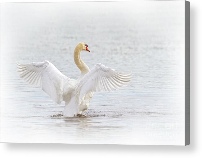Mute Swan Acrylic Print featuring the photograph Swan Angel Wings I by Karen Jorstad