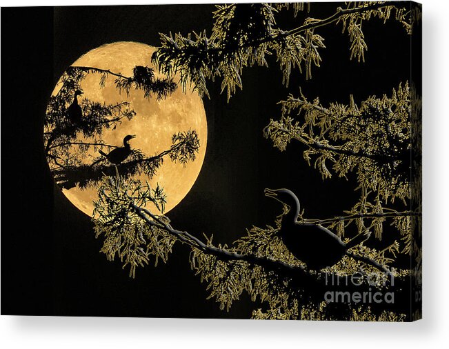 Anhingas Acrylic Print featuring the photograph Anhingas in Full Moon by Bonnie Barry