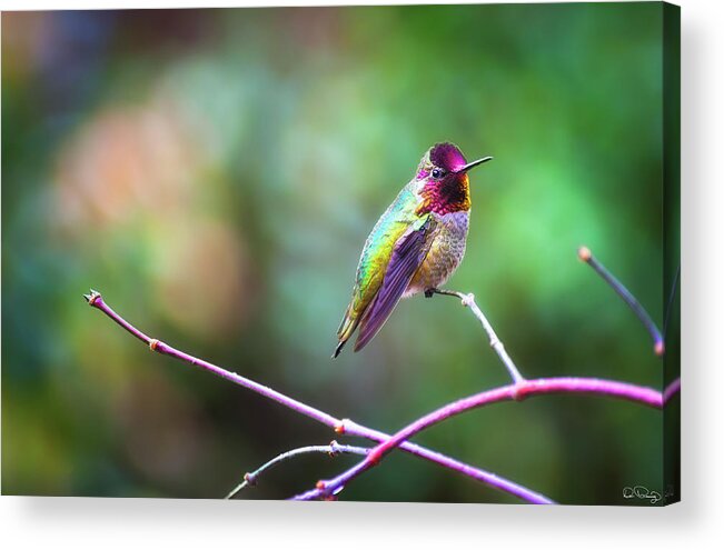 Anna's Hummingbird Acrylic Print featuring the photograph Anna's Hummingbird II by Dee Browning