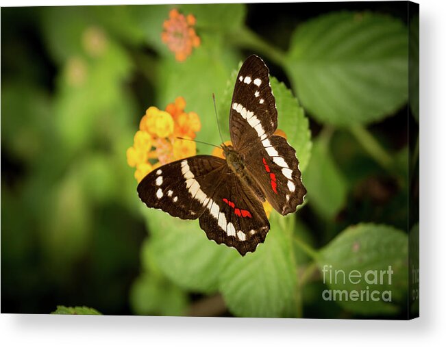 Butterfly Acrylic Print featuring the photograph Another Day, Another Butterfly by Ana V Ramirez