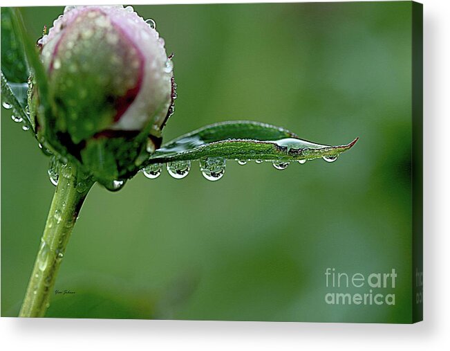 Raindrops Acrylic Print featuring the photograph Another Rainy day by Yumi Johnson