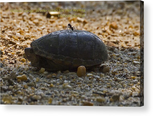Nature Acrylic Print featuring the photograph Ant And The Turtle by Michael Whitaker