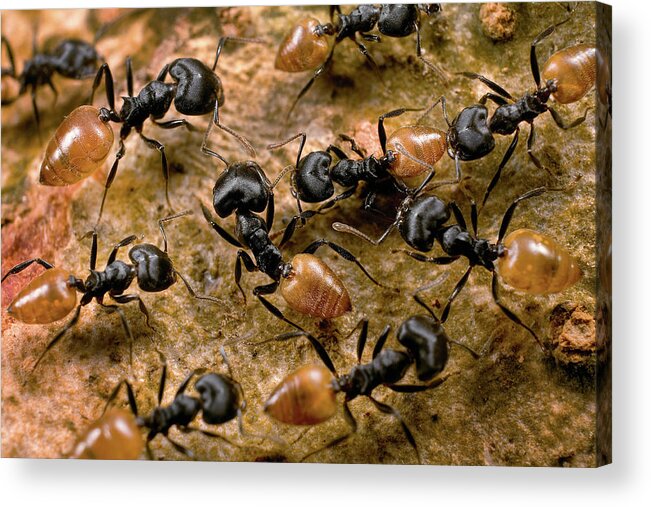 Mp Acrylic Print featuring the photograph Ant Crematogaster Sp Group by Mark Moffett