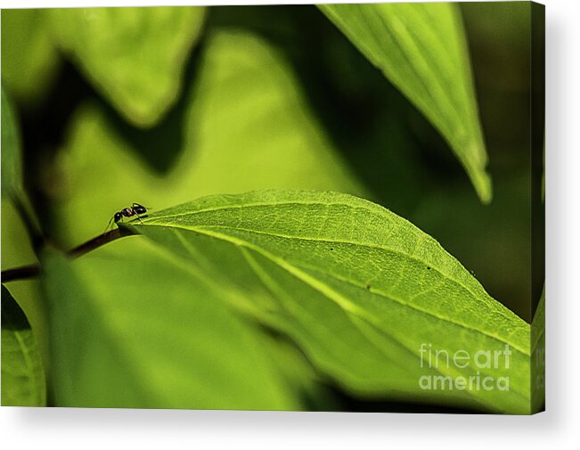 Ant Acrylic Print featuring the photograph Ant Life by JT Lewis