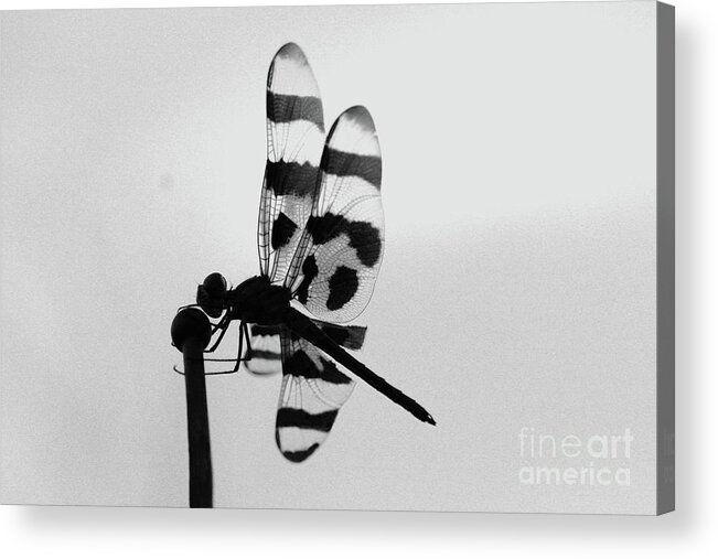 Dragonfly Acrylic Print featuring the photograph Antena Ornament by Kim Henderson