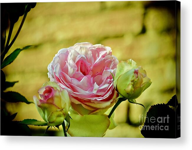 Rose Acrylic Print featuring the photograph Antique Pink Rose by Debra Banks