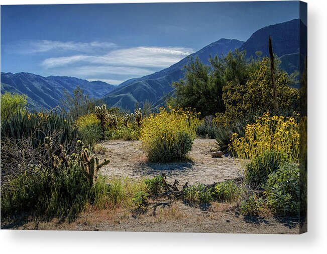 Art Acrylic Print featuring the photograph Anza-Borrego Desert State Park Desert Flowers by Randall Nyhof