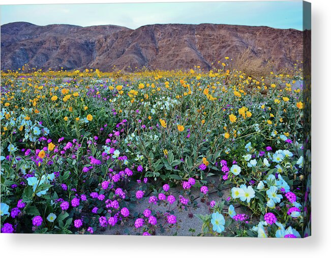 Anza Borrego Desert State Park Acrylic Print featuring the photograph Anza Borrego Desert Super Bloom by Kyle Hanson