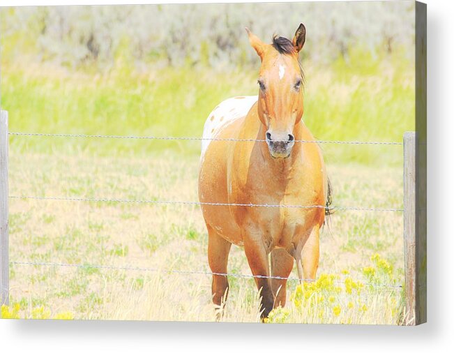 Horse Acrylic Print featuring the photograph Appaloosa by Merle Grenz