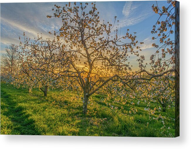 Hudson Valley Acrylic Print featuring the photograph Apple Blossoms At Sunrise 2 by Angelo Marcialis