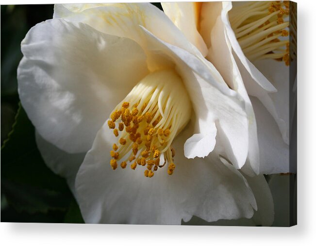 April Snow Camellia Acrylic Print featuring the photograph April Snow Camellia by Tammy Pool