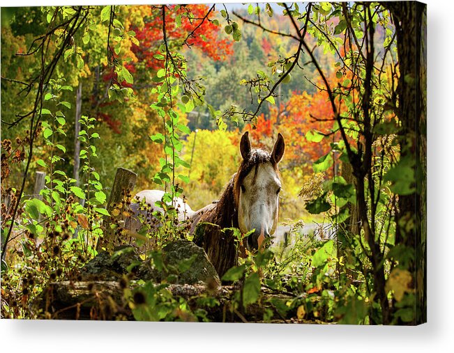 Horse Acrylic Print featuring the photograph Are you my friend? by Jeff Folger